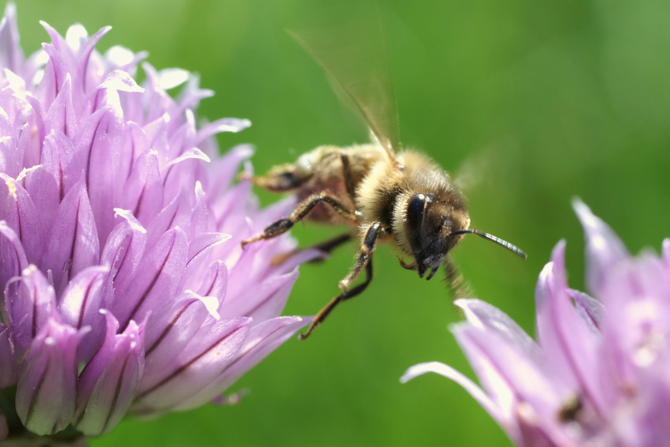 A honey bee departing a chive flower — one of the small wonders of the natural world